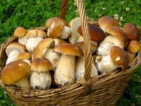 гриби