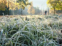 замороз