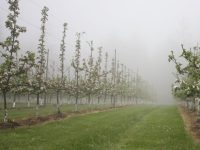 Sad Molodyj Yablunevyj 744x440