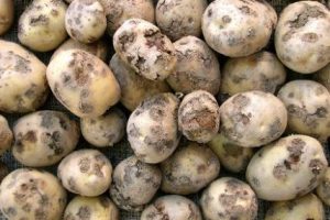 Дизайн без названия 1