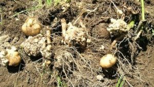 Дизайн без названия 1