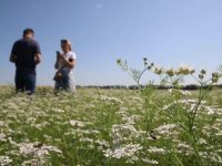 Koriandr 2 750x430 1 623x370