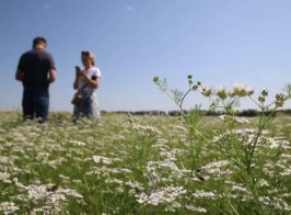 Koriandr 2 750x430 1 623x370