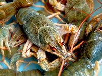 O 1fdeoboaidv51nfjskhp014kp1q