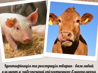 Identyfikatsiia 23 02 2024 Golovna