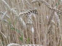 Sazhkovi 02 02 2024 1