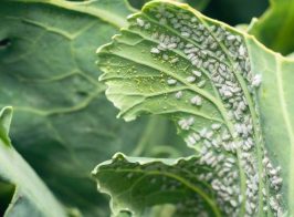 Bilokrylka 20 06 2025 Golovna