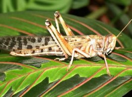 Pustelna Sarana 1(5)