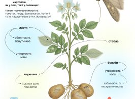 Kartopliana 25 08 2025 1