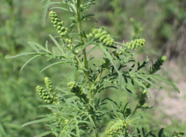 Snimok 11.02.2019 06