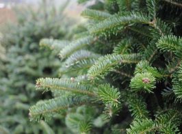 B50ead6ecfd7ccf751b46328044e276d