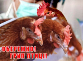 грип