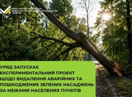 дерево