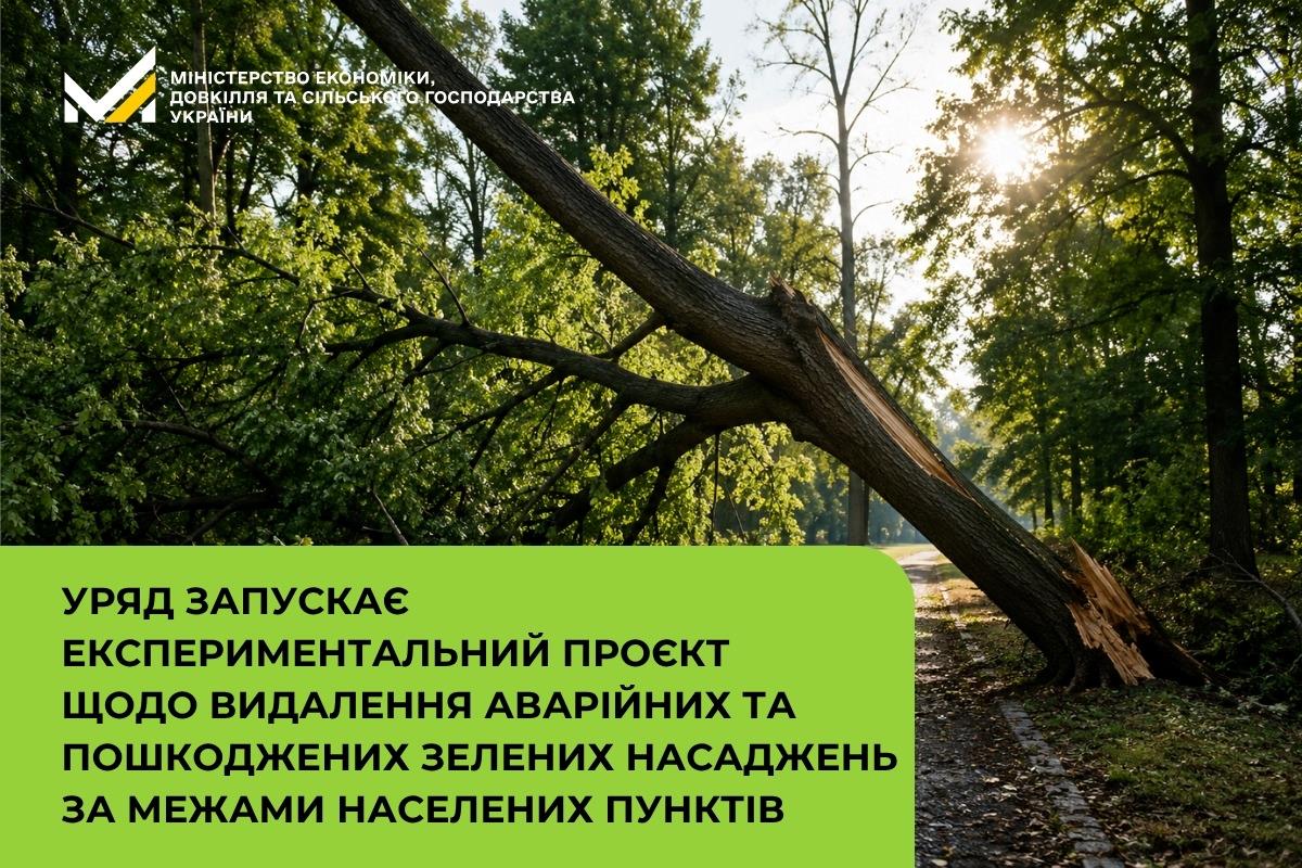 дерево