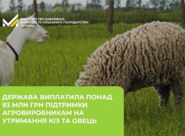вівці
