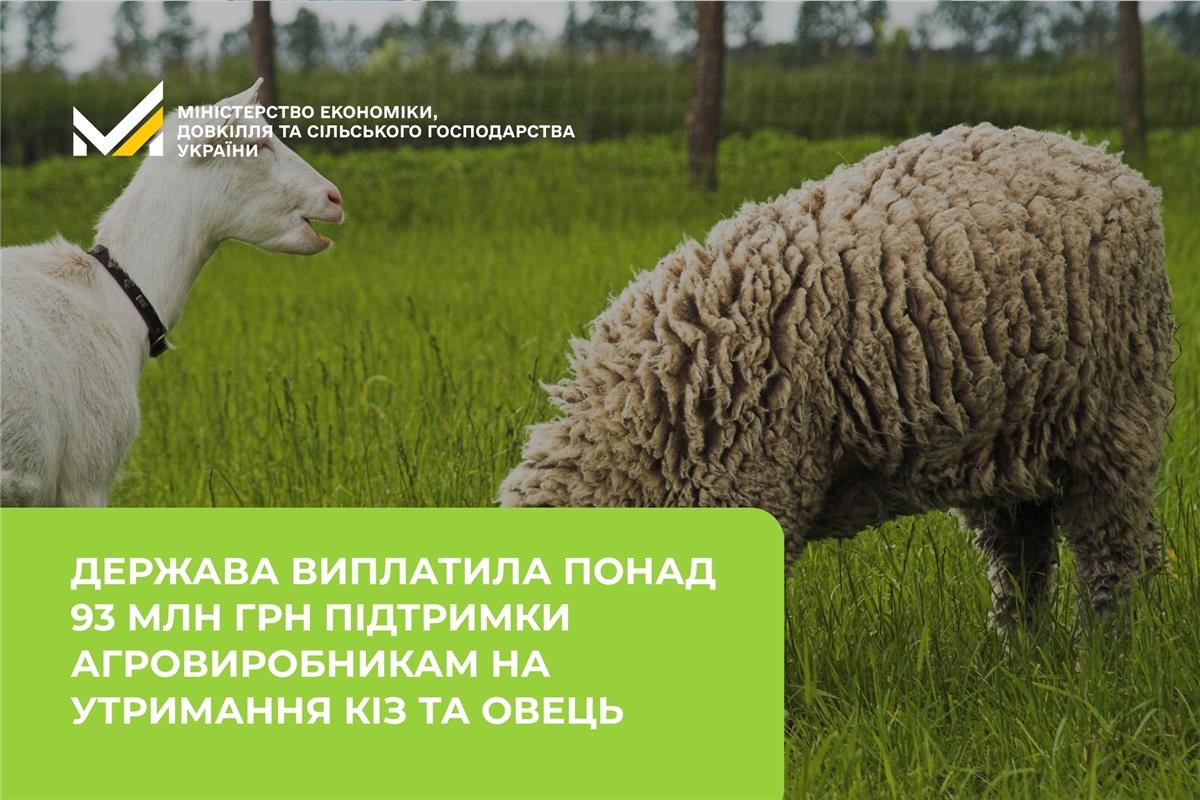 вівці