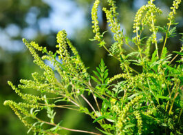 Flowering Ragweed Plant Growing Outside, A Common Allergen