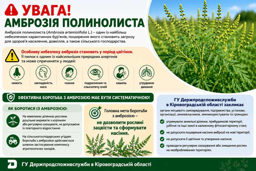 Увага! Амброзія полинолиста