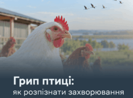 грип