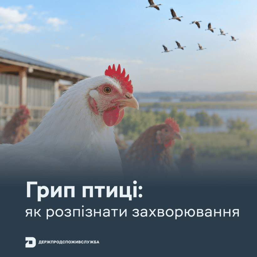 грип