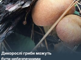 Dykorosli 13 10 2026 Golovna