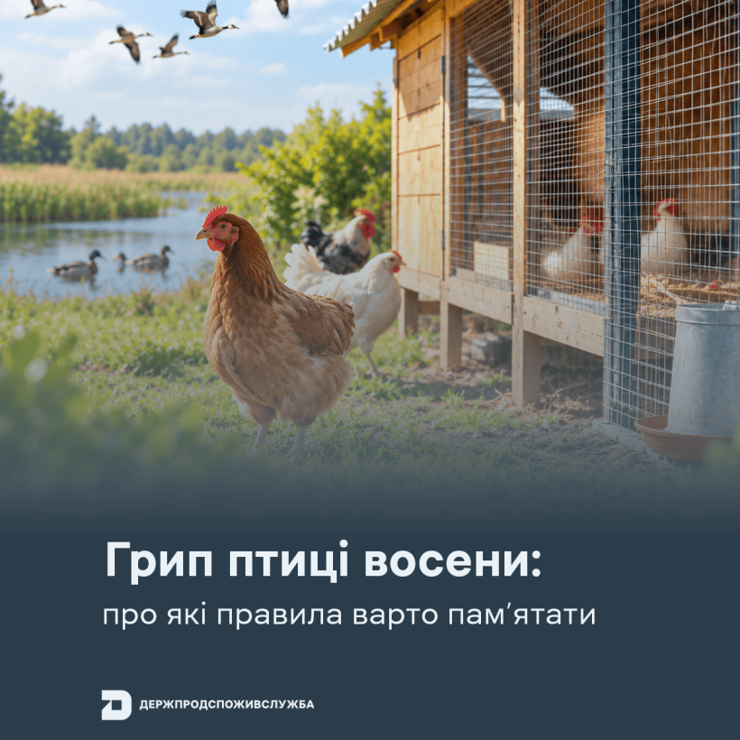 грип