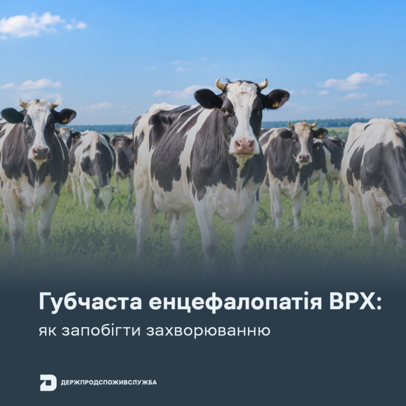 врх
